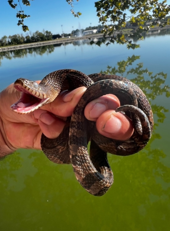 Midland Water Snake